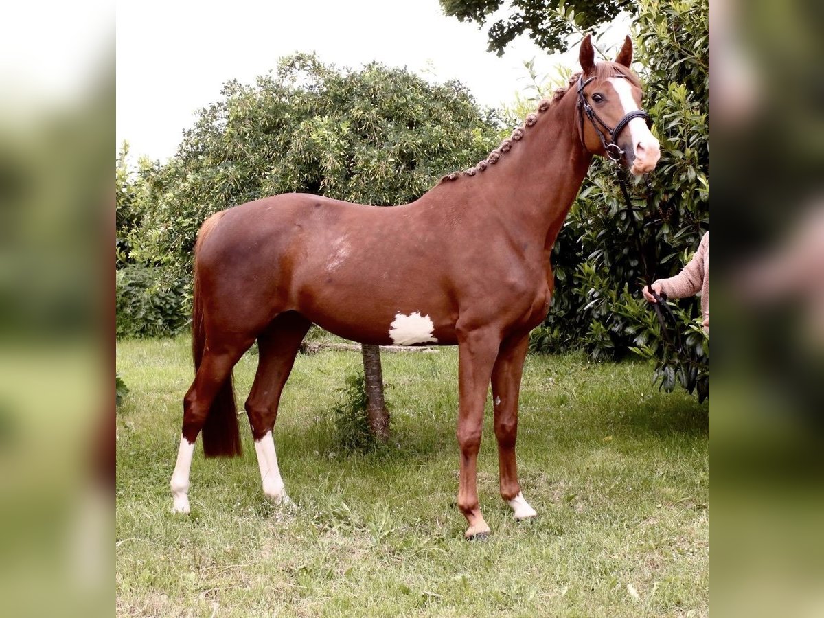 Trakehner Stute 5 Jahre 156 cm Dunkelfuchs in Kirchheilingen