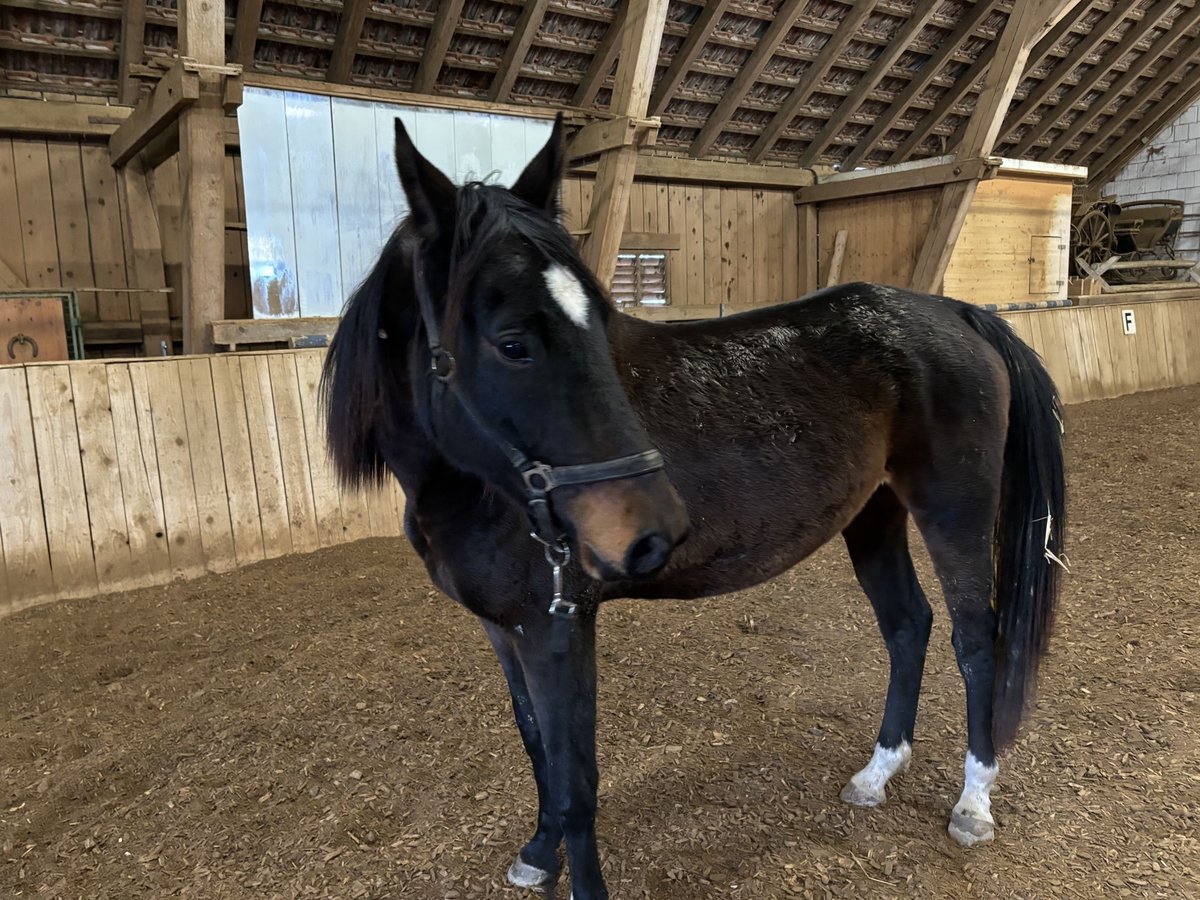 Trakehner Stute 5 Jahre 160 cm in RotT