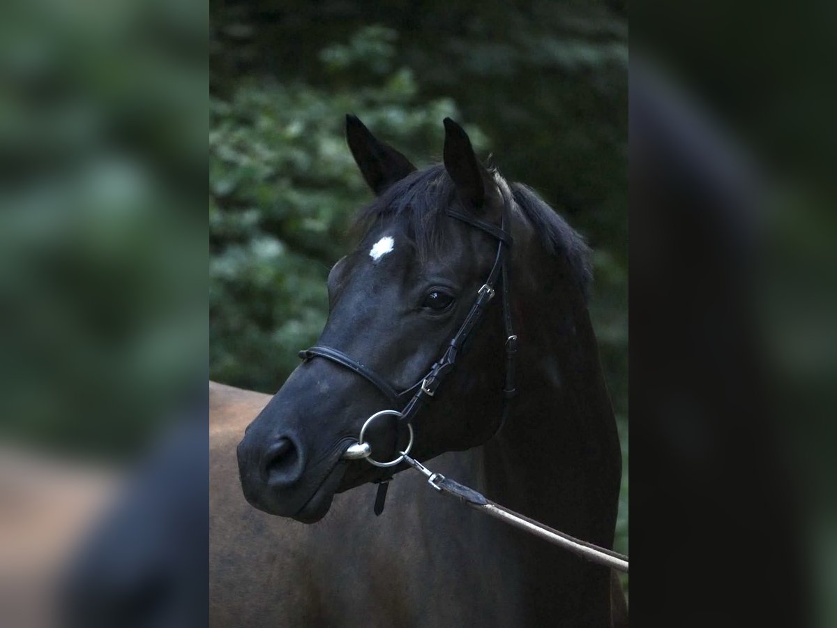 Trakehner, Stute in Boizenburg