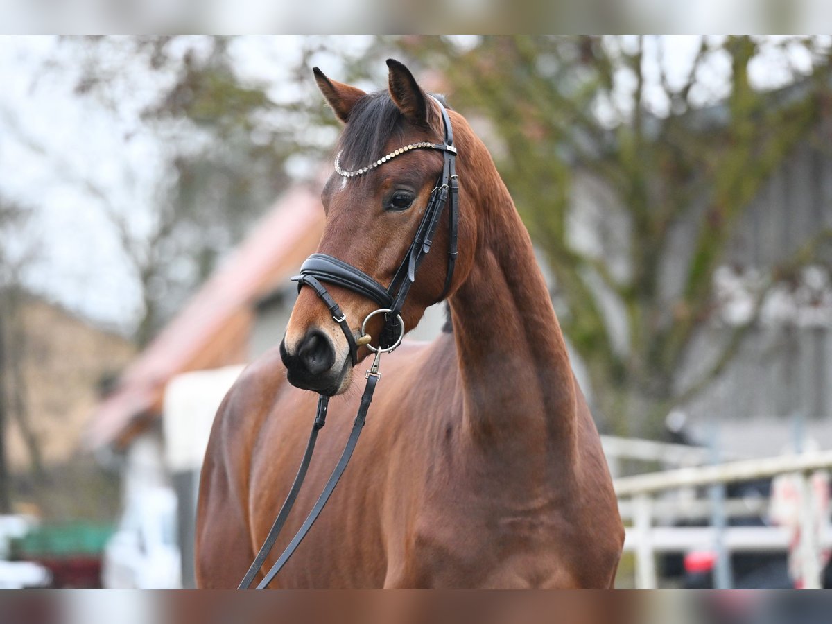 Trakehner Stute 5 Jahre 163 cm Brauner in Günzburg