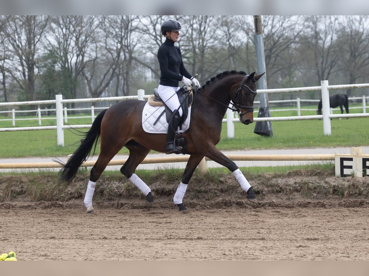Trakehner Stute 5 Jahre 164 cm Brauner in Lentföhrden