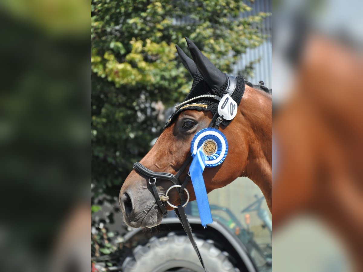 Trakehner Stute 5 Jahre 164 cm Brauner in Dachau