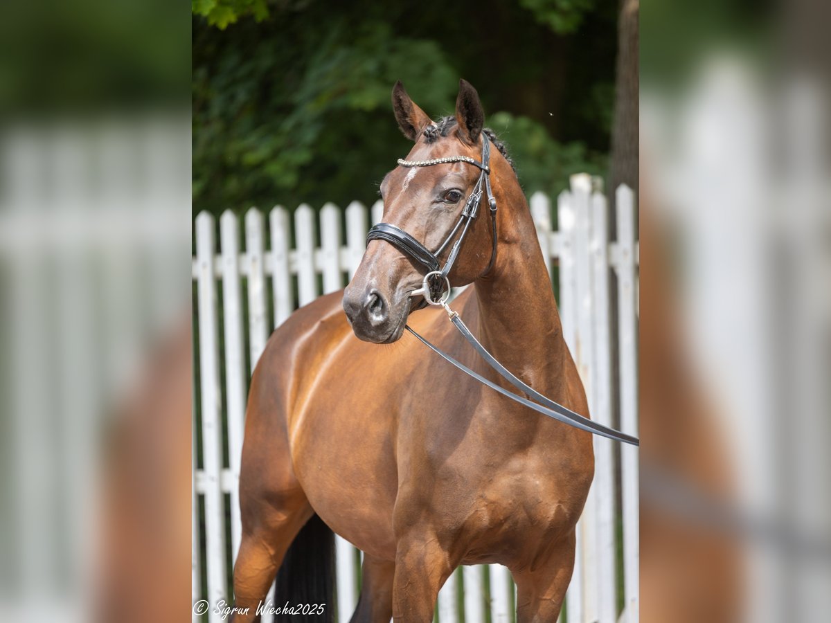 Trakehner Stute 5 Jahre 165 cm Dunkelbrauner in Kleve