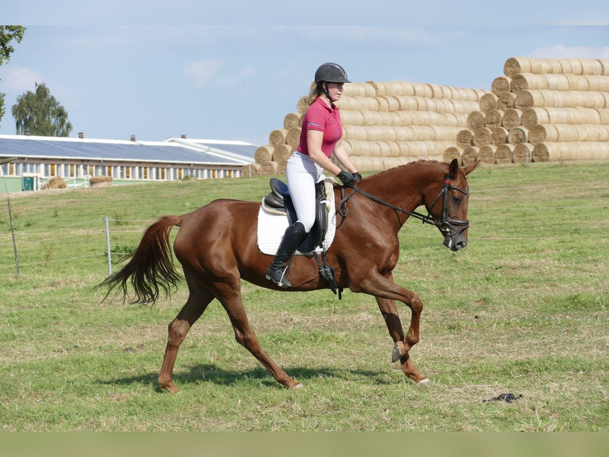 Trakehner Stute 5 Jahre 165 cm Dunkelfuchs in Ganschow