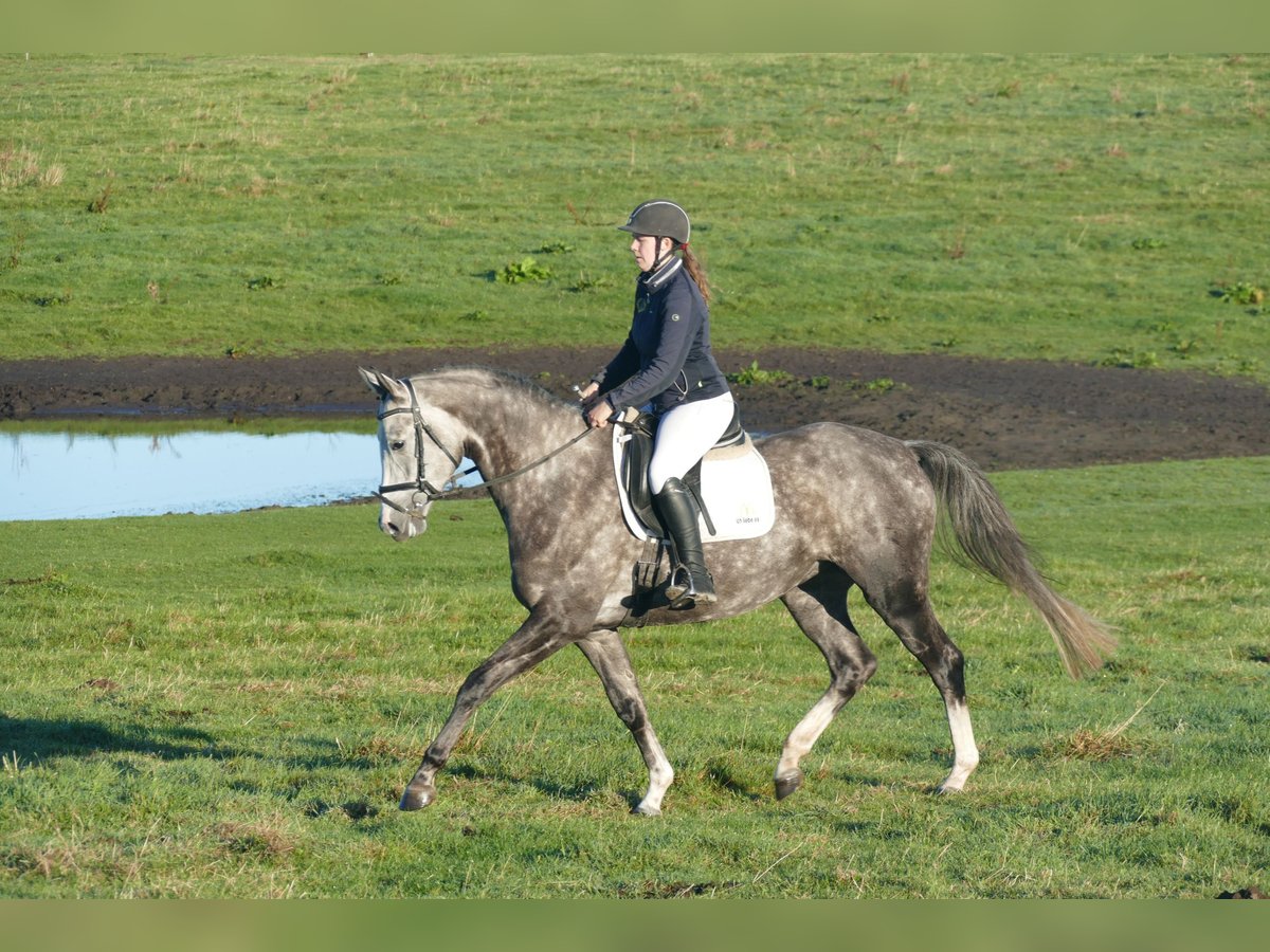 Trakehner Stute 5 Jahre 166 cm Schimmel in Ganschow