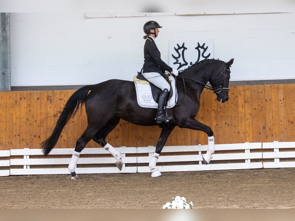 Trakehner Stute 5 Jahre 167 cm Rappe in Neumünster