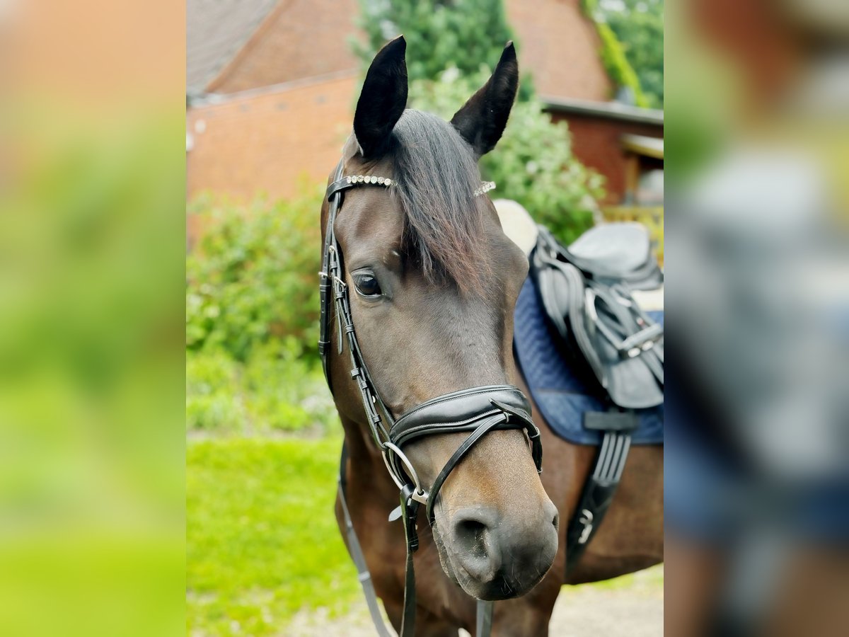 Trakehner Stute 5 Jahre 167 cm Schwarzbrauner in Brekendorf