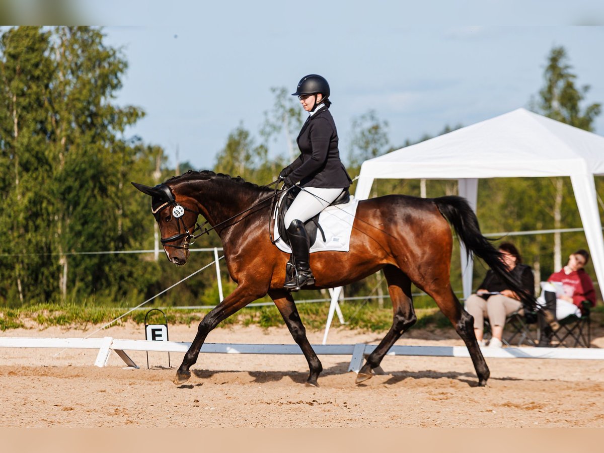 Trakehner Stute 5 Jahre 168 cm Dunkelbrauner in Vilnius
