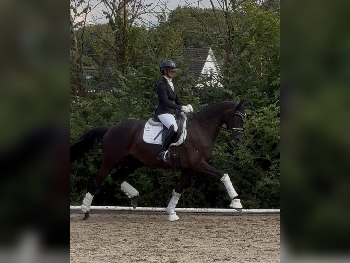 Trakehner Stute 5 Jahre 168 cm Rappe in HalstenbekHalstenbek