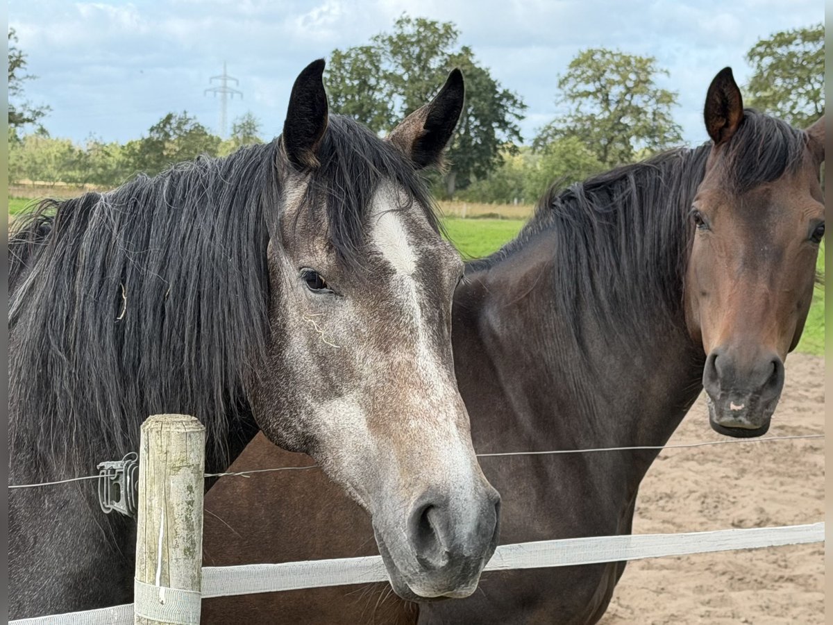 Trakehner, Stute in Oldenburg
