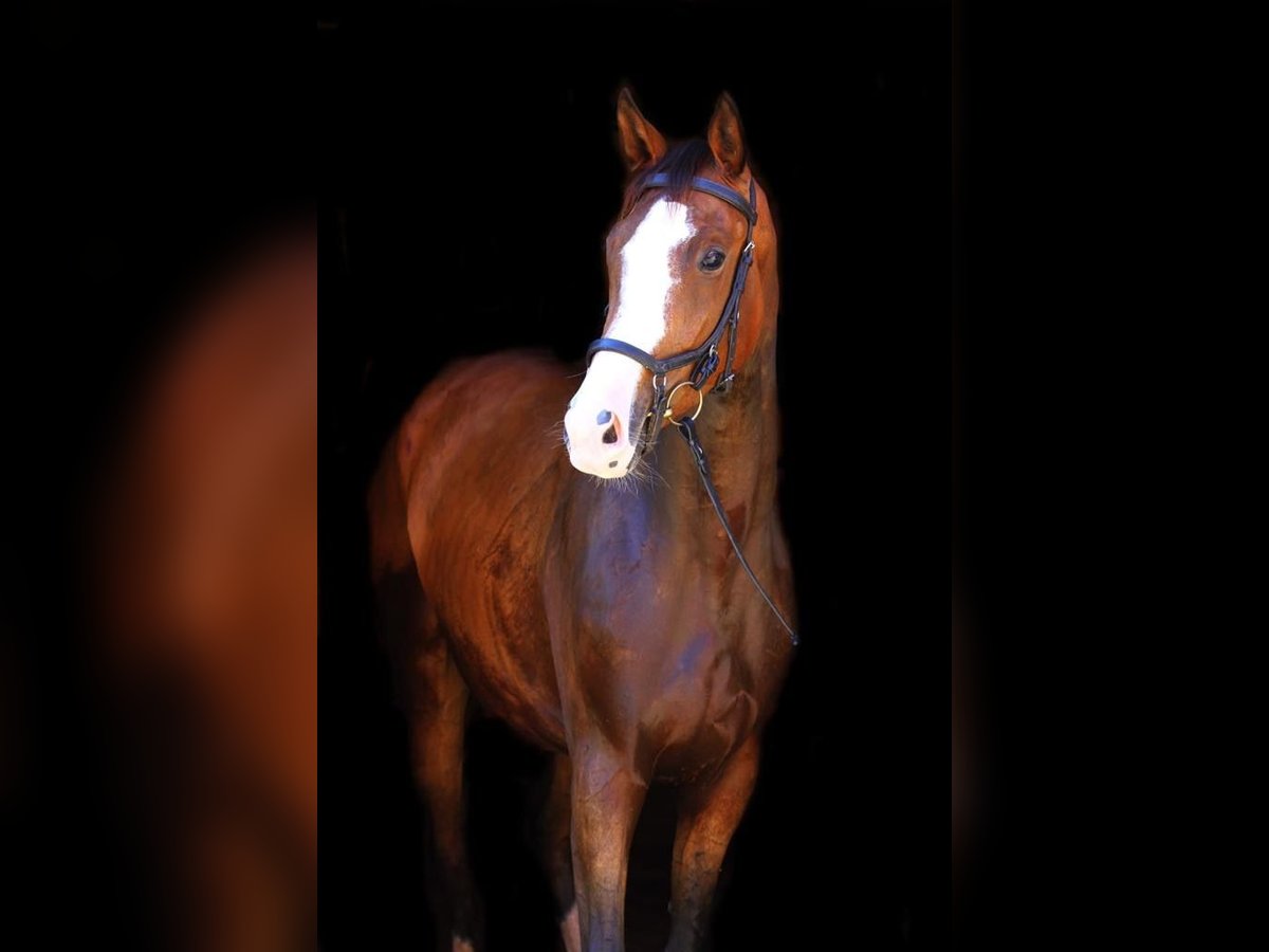 Trakehner Stute 5 Jahre 169 cm Dunkelbrauner in Krieglach