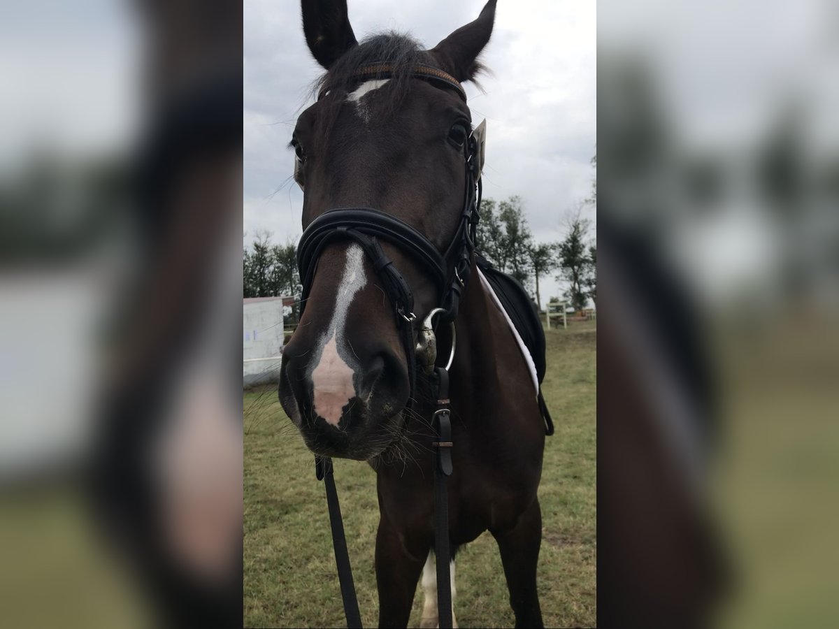 Trakehner Stute 5 Jahre 170 cm Brauner in Bannemin