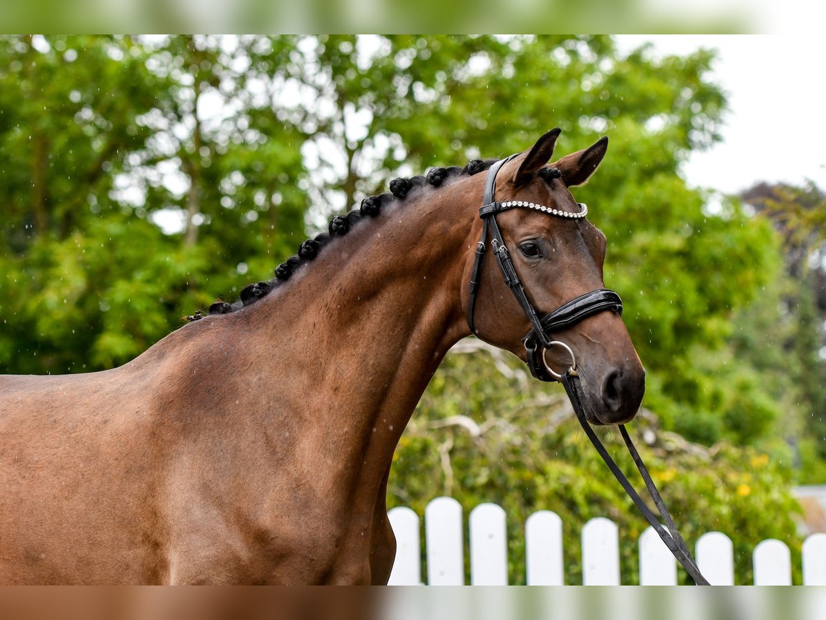 Trakehner, Stute in Freienwill