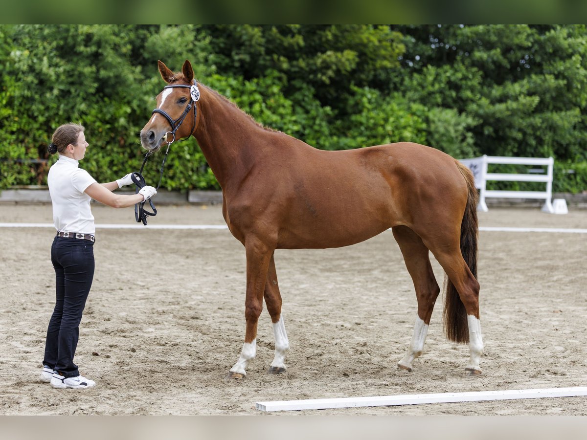 Trakehner Stute 5 Jahre 170 cm Fuchs in Falkenberg/Elster