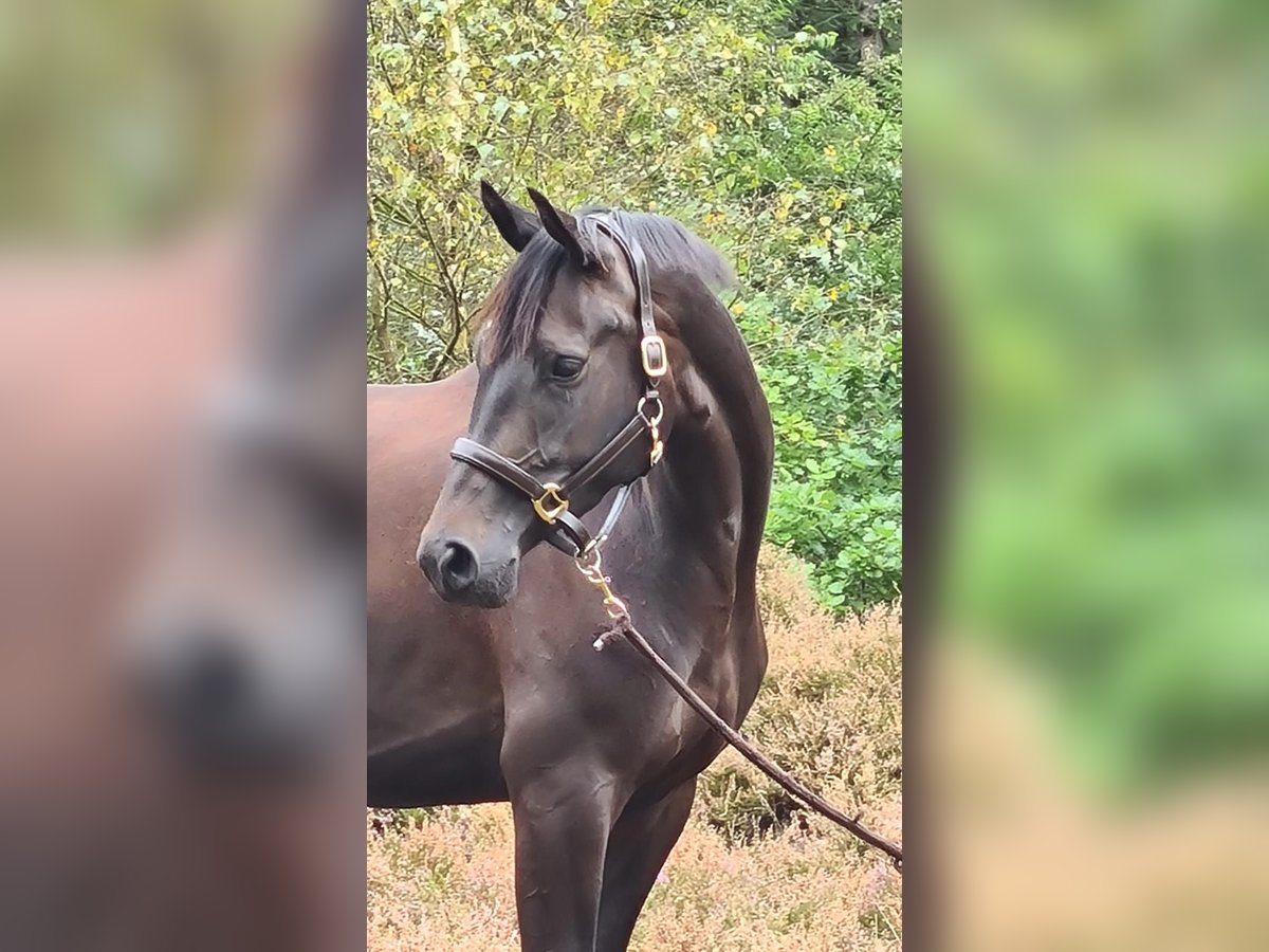 Trakehner Stute 5 Jahre 170 cm Rappe in Brekendorf