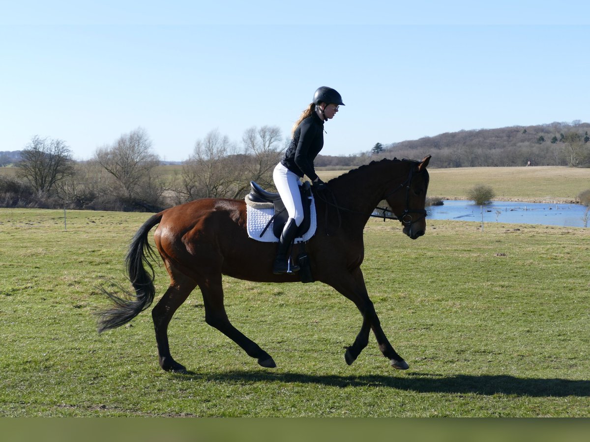 Trakehner, Stute in Ganschow