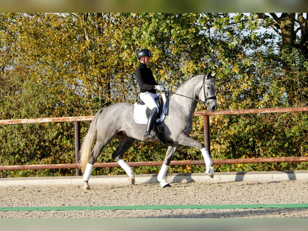 Trakehner Stute 5 Jahre 171 cm Schimmel in Neumünster