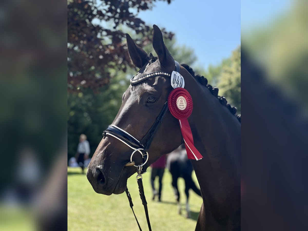 Trakehner Stute 5 Jahre 173 cm Dunkelbrauner in Dresden, Ullersdorf