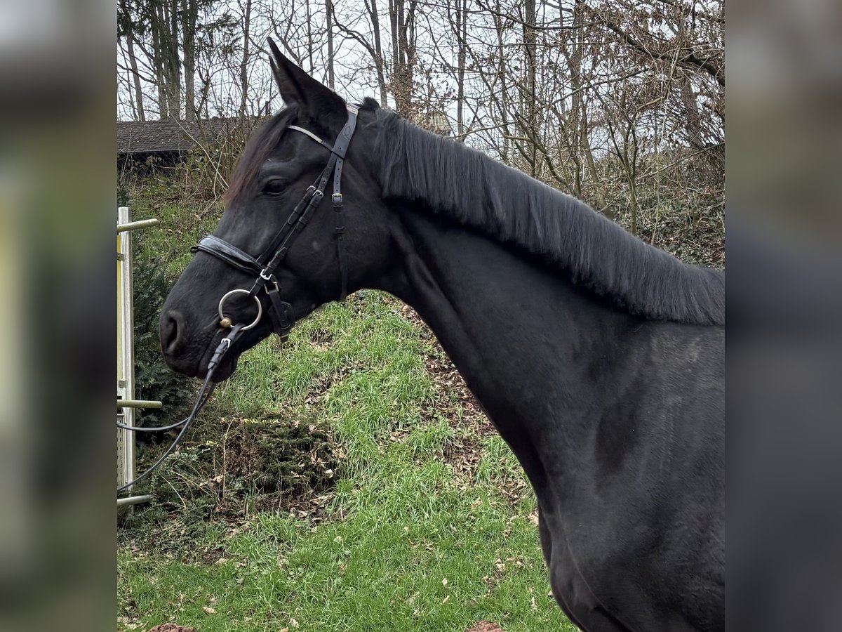 Trakehner Stute 5 Jahre 178 cm Rappe in Walshausen