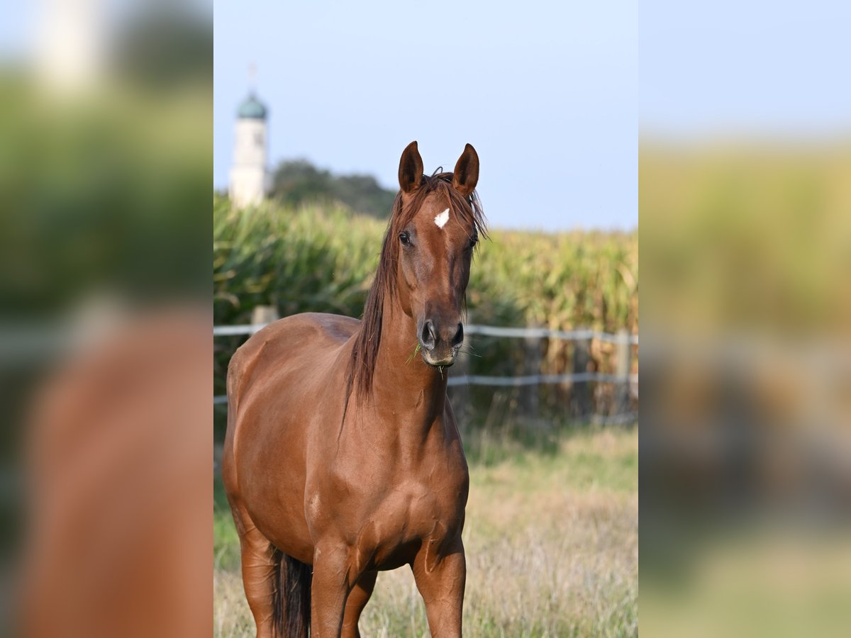 Trakehner Stute 6 Jahre 172 cm Fuchs in Tacherting