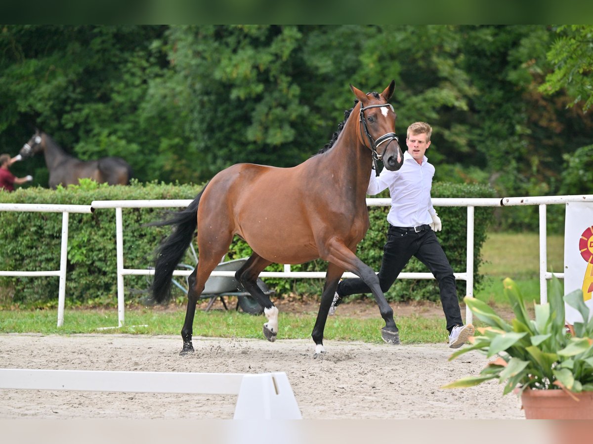 Trakehner Stute 7 Jahre 165 cm Brauner in KremmenKremmen Trakehner Stute 7 Jahre 165 cm Brauner in KremmenKremmen