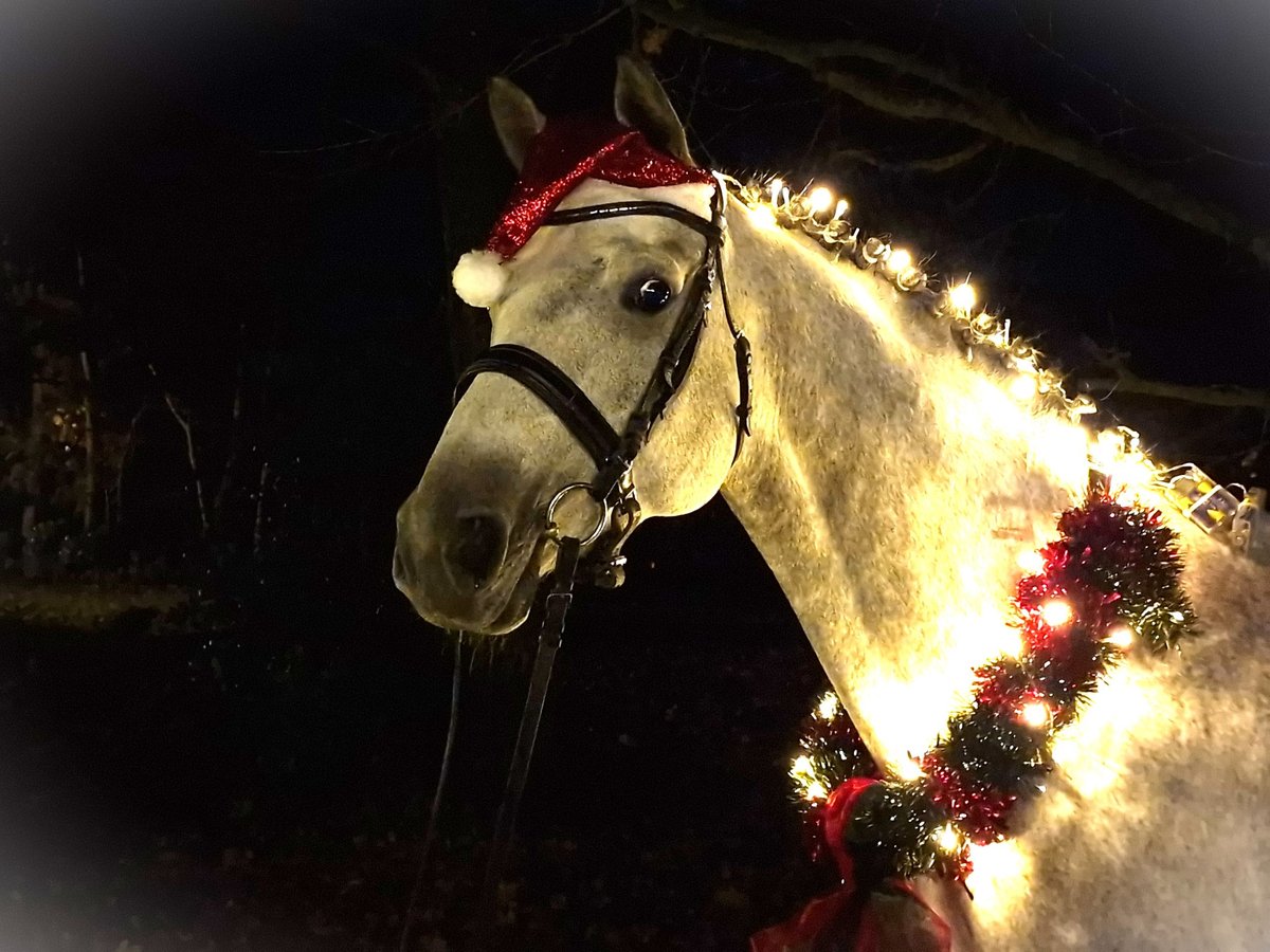 Trakehner Stute 7 Jahre 166 cm Schimmel in Bosau