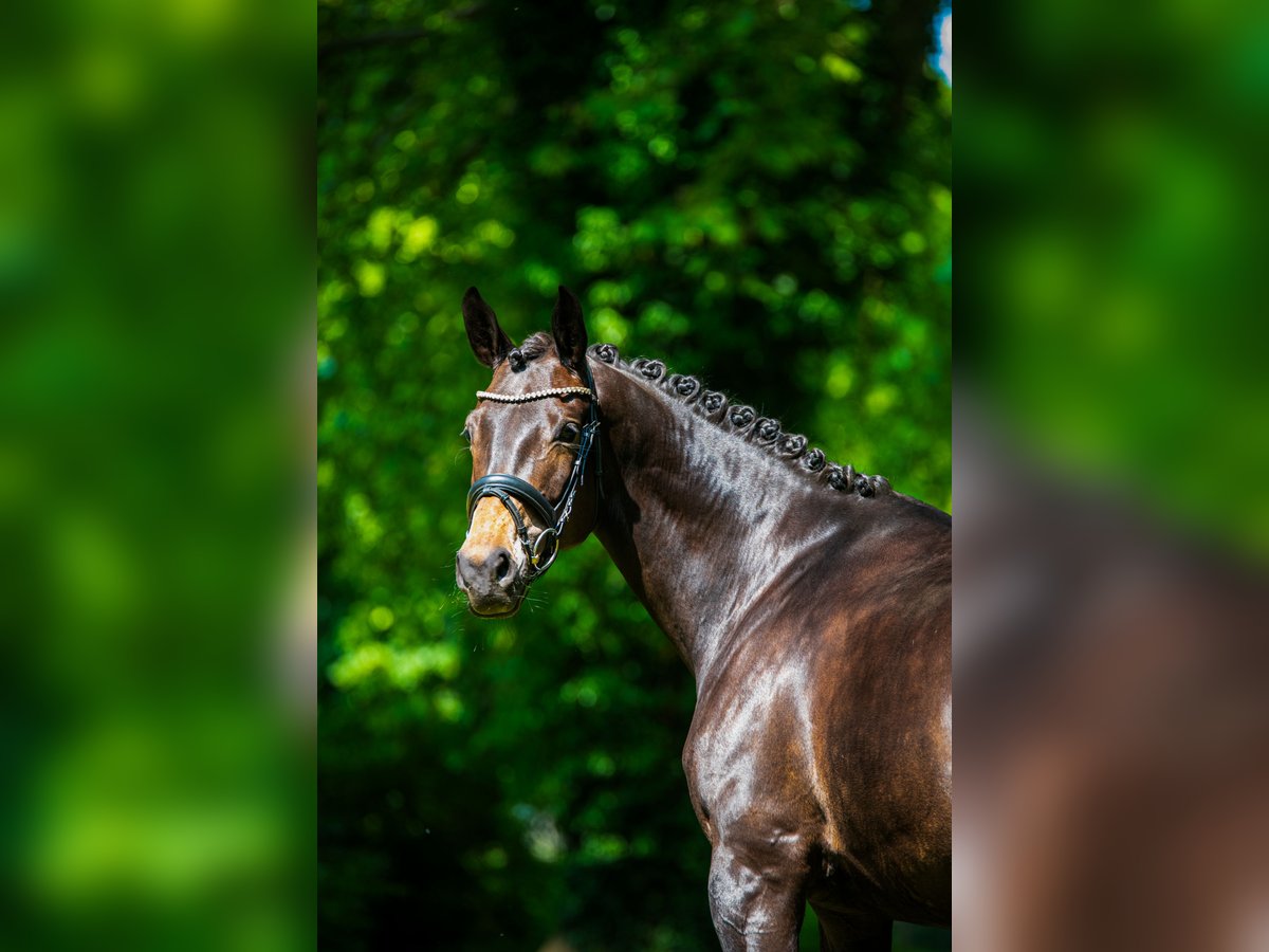 Trakehner Stute 7 Jahre 168 cm Brauner in Sch&#xF6;nwalde