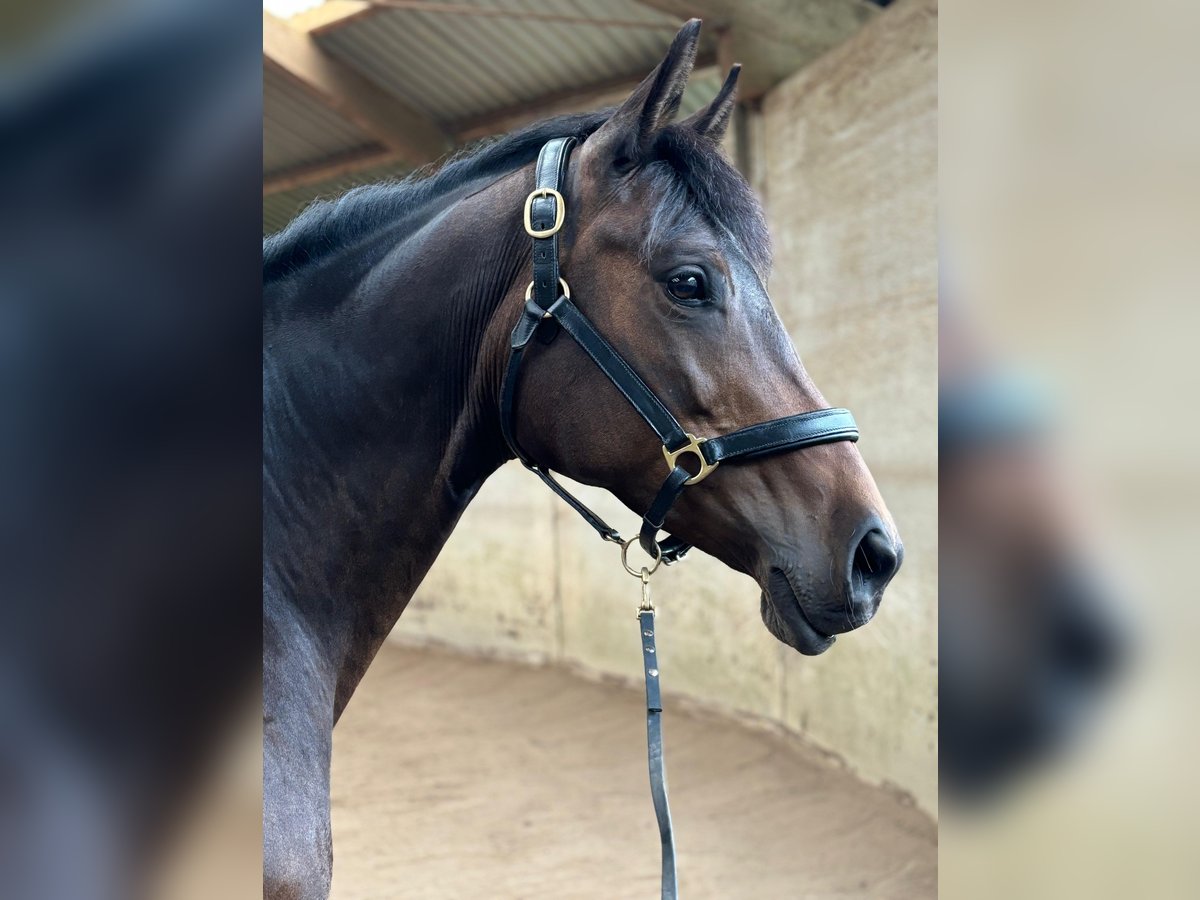 Trakehner Stute 8 Jahre 162 cm Dunkelbrauner in Ottendorf