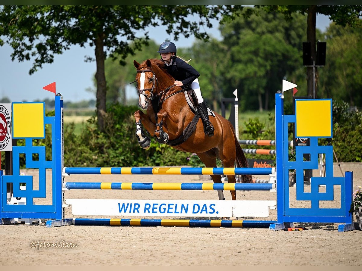 Trakehner Stute 8 Jahre 165 cm Fuchs in Gro&#xDF; Ippener