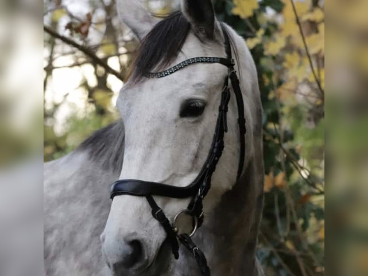 Trakehner Stute 8 Jahre 170 cm Apfelschimmel in Demmin