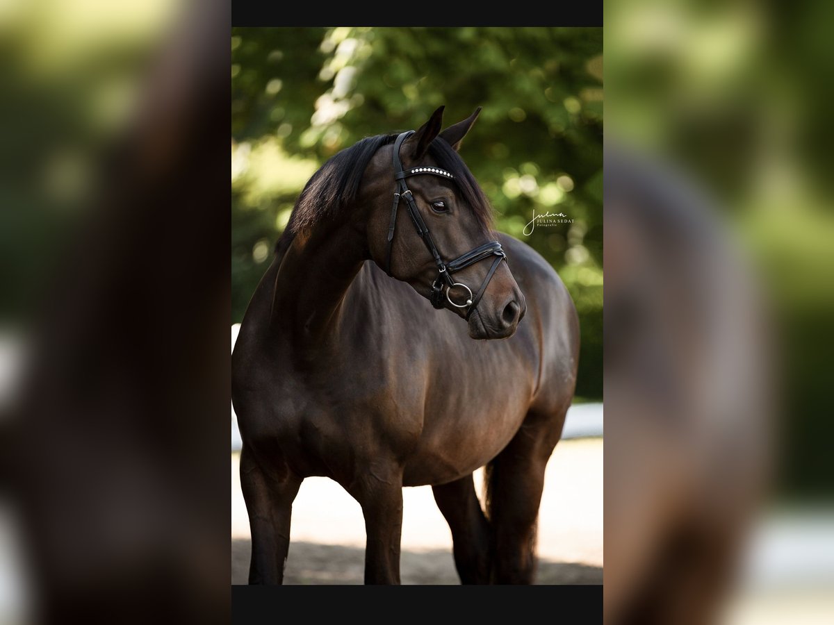 Trakehner Stute 8 Jahre 172 cm Schwarzbrauner in Panker
