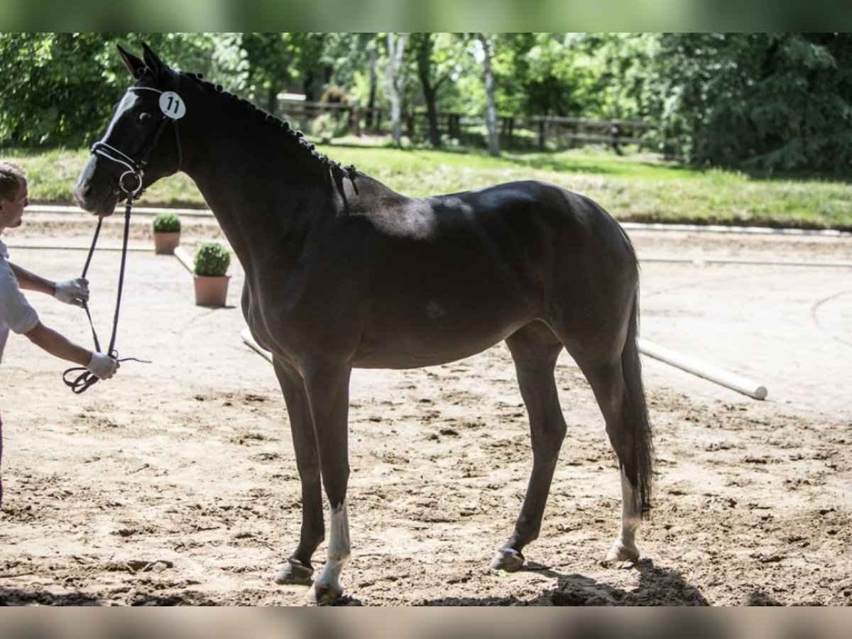 Trakehner Stute 8 Jahre 173 cm Rappe in Hamburg
