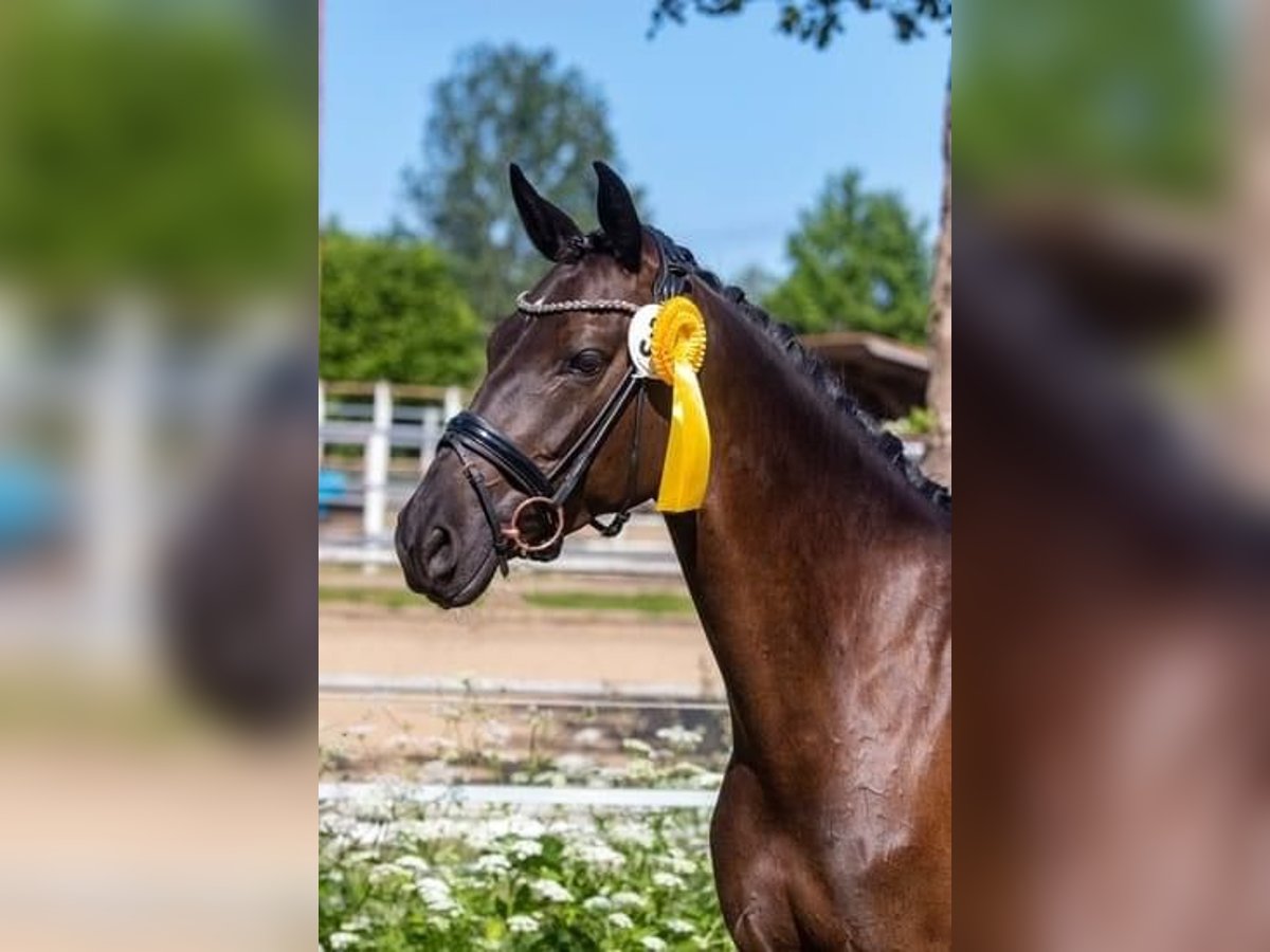 Trakehner Stute 9 Jahre 162 cm Rappe in Hohenlockstedt