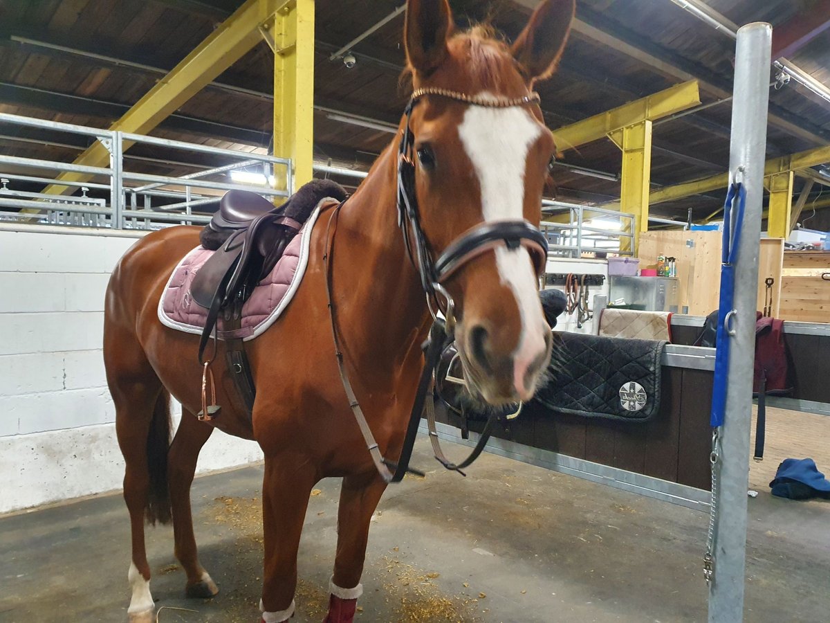 Trakehner Stute 9 Jahre 168 cm Fuchs in Lebach