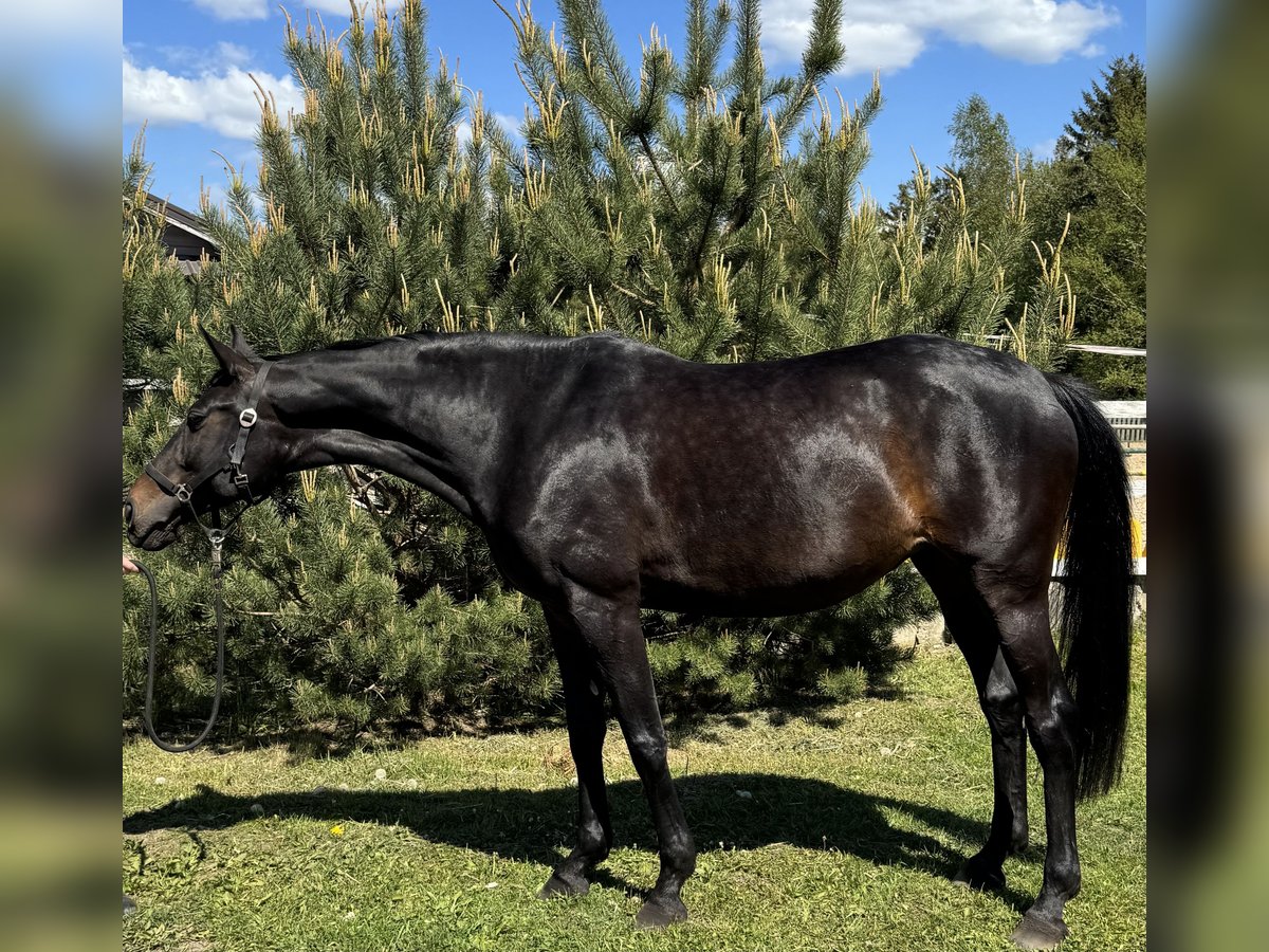 Trakehner Stute 9 Jahre 169 cm Dunkelbrauner in Palanga