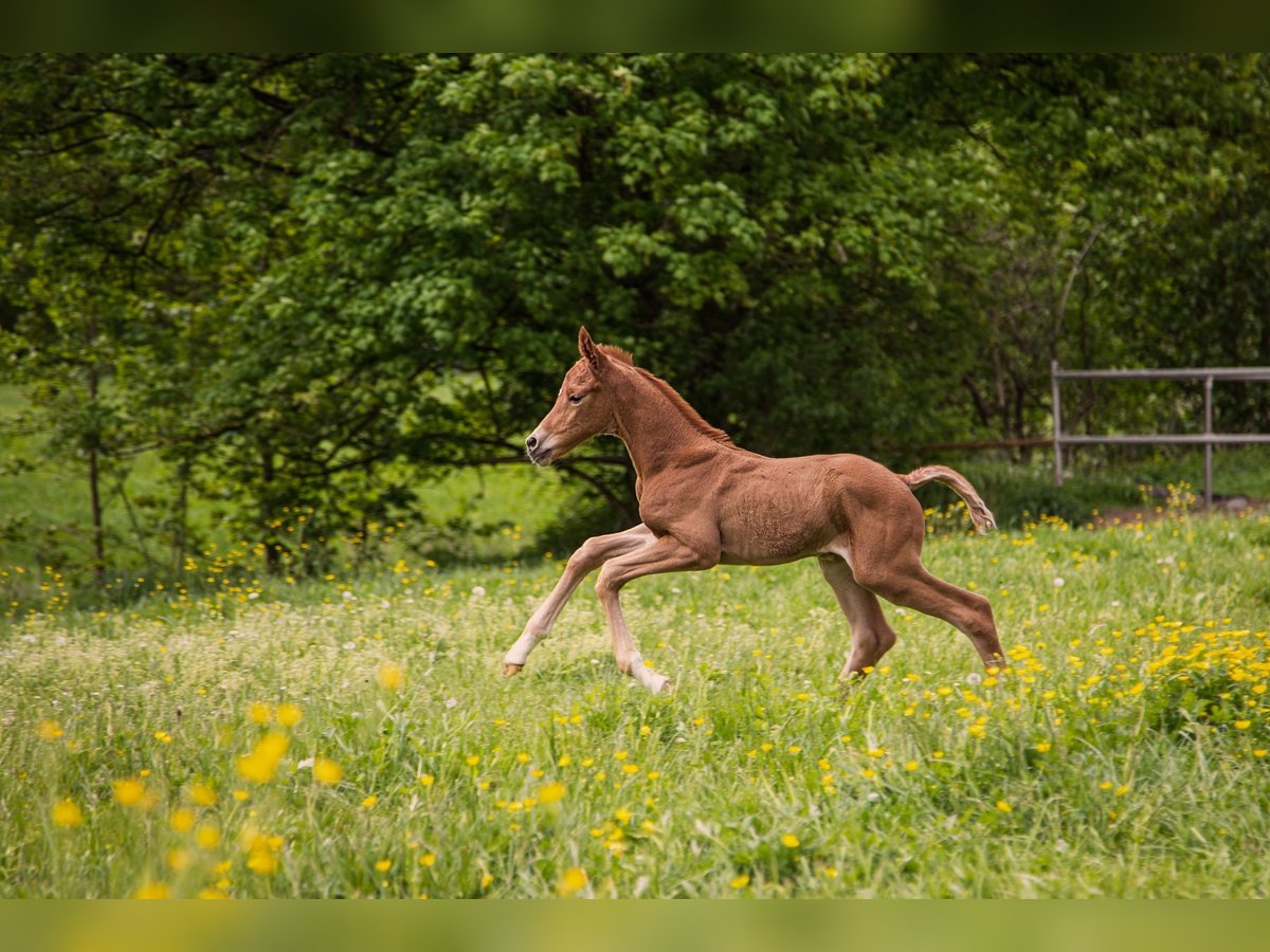 Trakehner Stute  110 cm Fuchs in SchmitshausenWalshausen