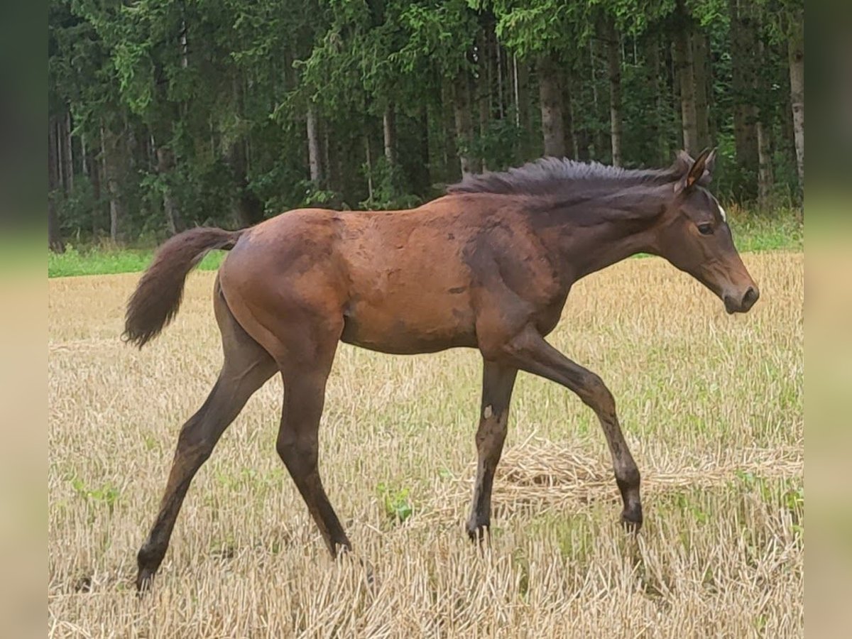 Trakehner Stute Fohlen (05/2025) 165 cm Dunkelbrauner in Adelsried