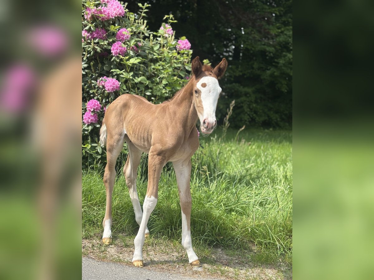 Trakehner Stute  165 cm Fuchs in N&#xFC;mbrecht