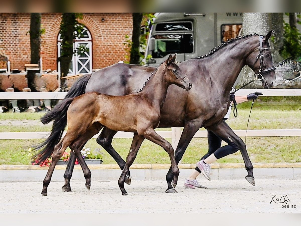 Trakehner Stute Fohlen (05/2025) 165 cm Rappe in Selk