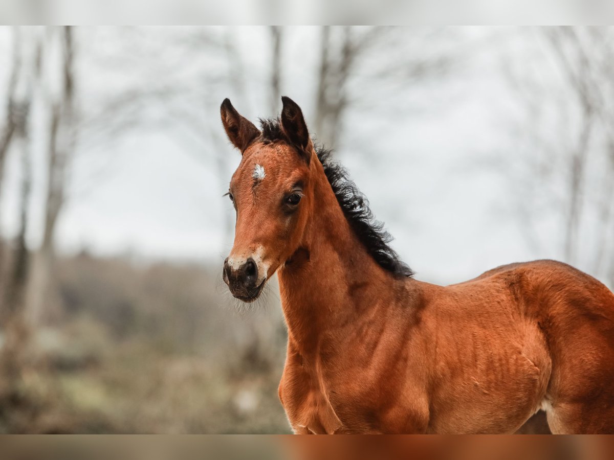 Trakehner Stute  168 cm Dunkelbrauner in Nübbel