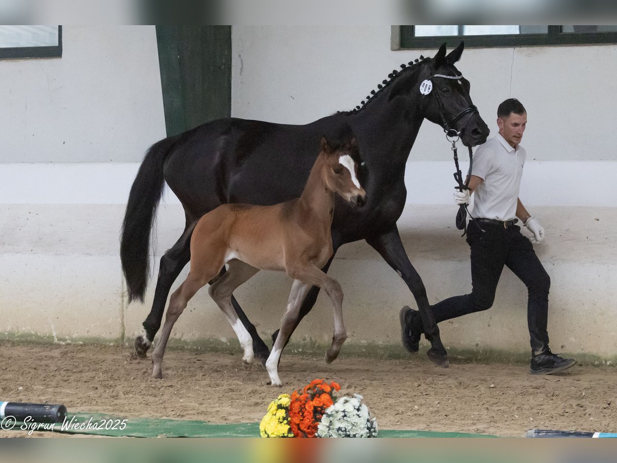Trakehner Stute  170 cm Brauner in Alpen B&#xF6;nninghardt