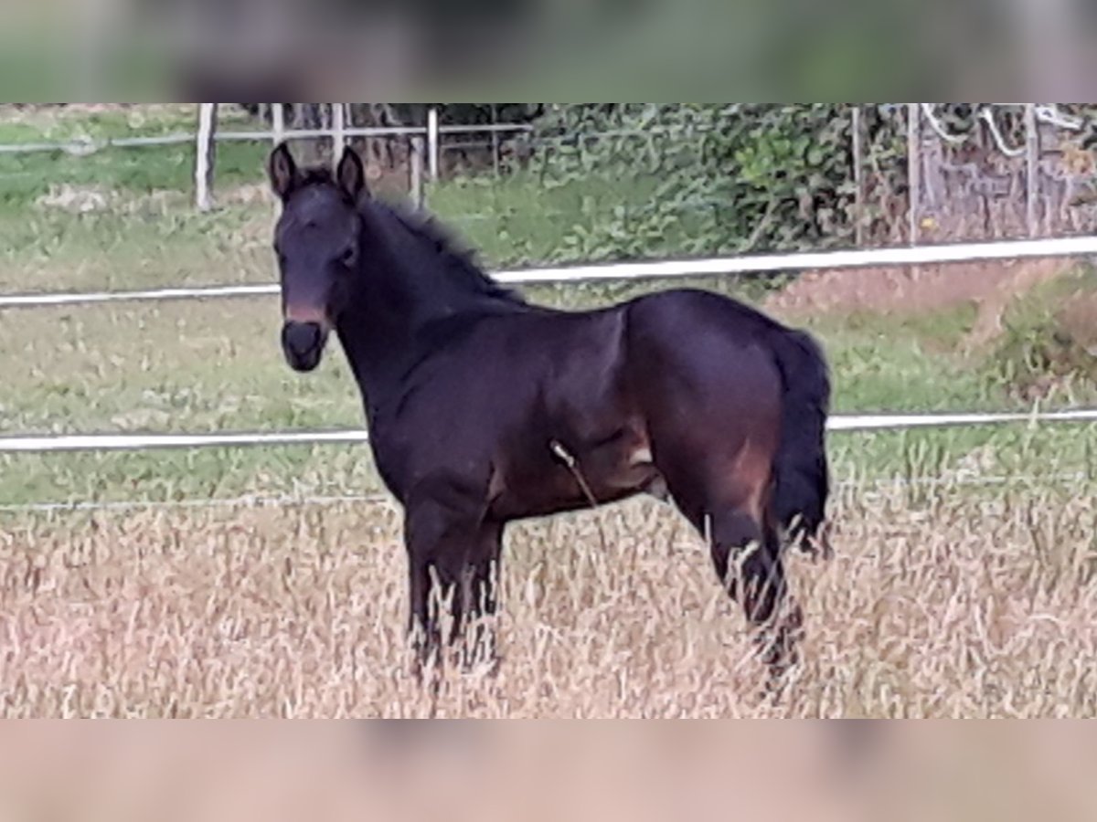 Trakehner Stute Fohlen (06/2025) 170 cm Schwarzbrauner in Neu Krenzlin