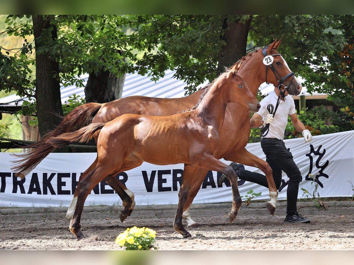 Trakehner Stute Fohlen (04/2025) Brauner in Bad M&#xFC;nstereifel