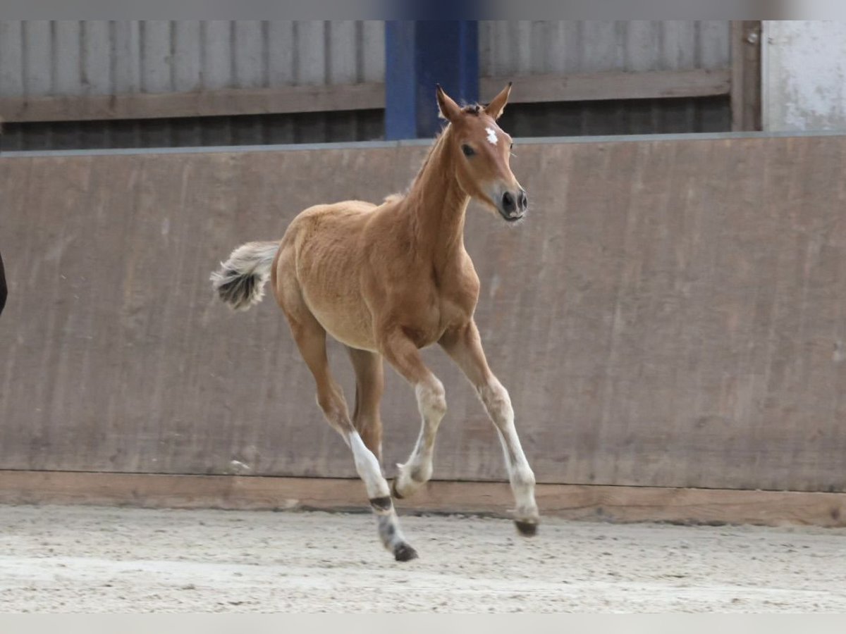 Trakehner Stute  Brauner in Bad Oldesloe