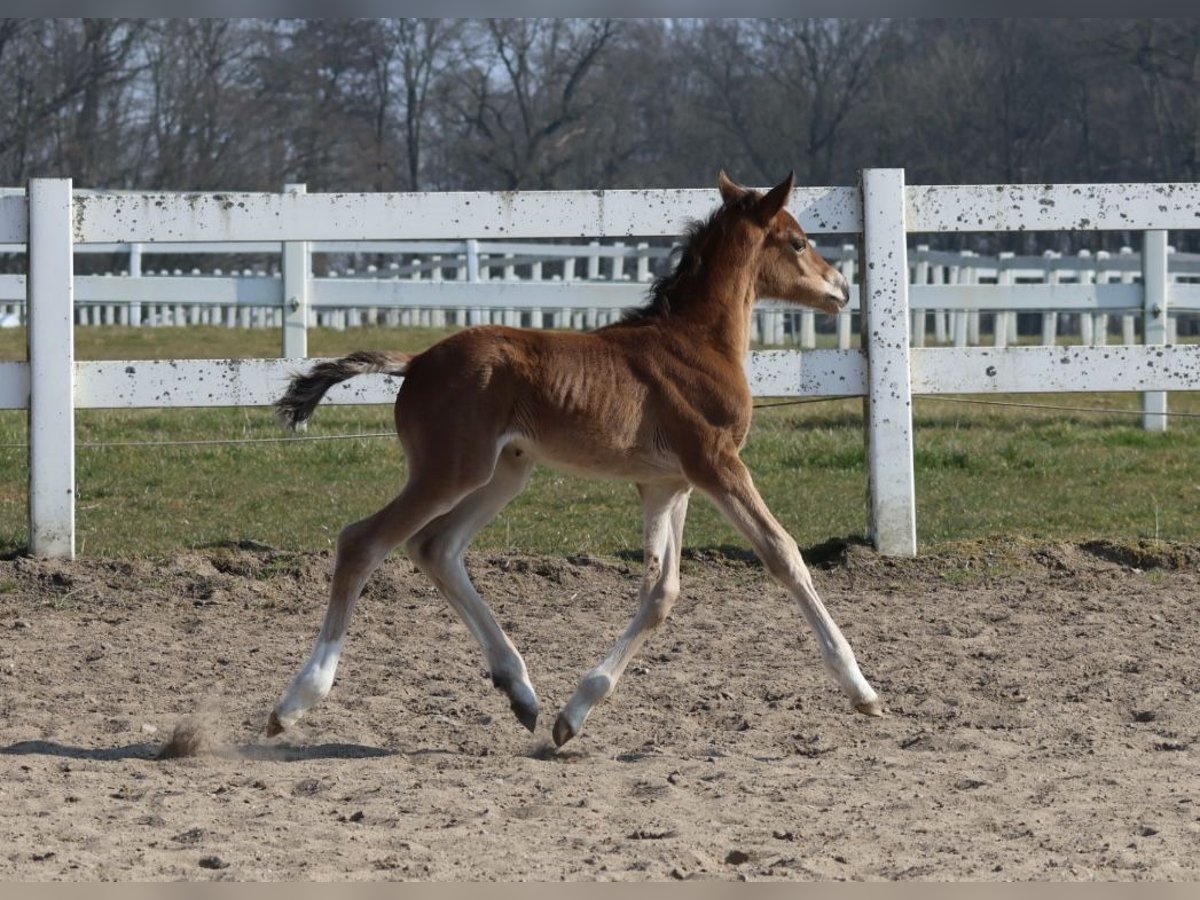 Trakehner Stute  Brauner in Bad Oldesloe