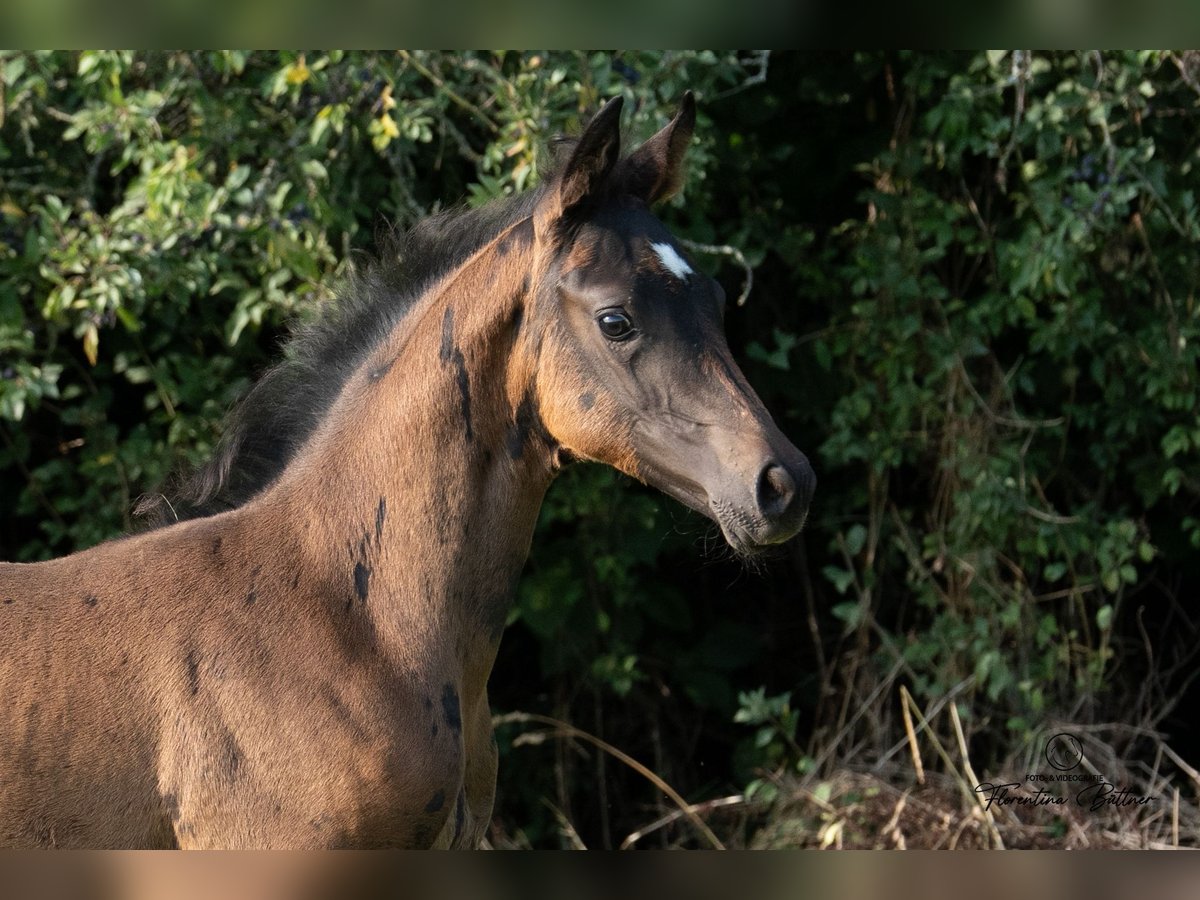 Trakehner Stute Fohlen (06/2025) Brauner in Goldkronach