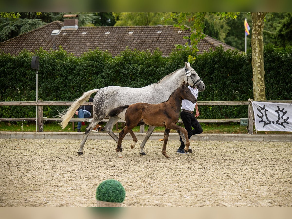 Trakehner Stute Fohlen (06/2025) Brauner in Kropp