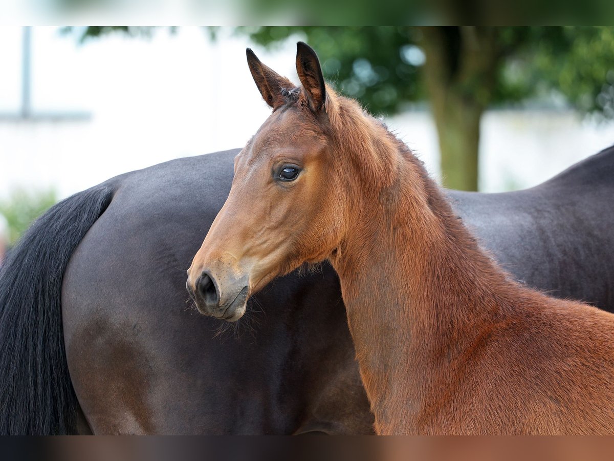 Trakehner Stute Fohlen (02/2024) Dunkelbrauner in Xanten