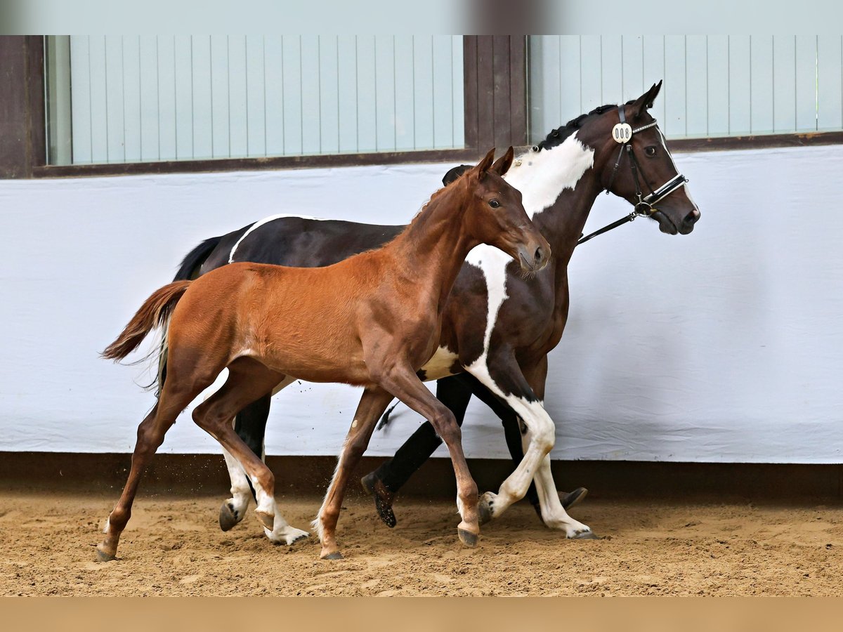 Trakehner Stute Fohlen (03/2025) Fuchs in Abtsgm&#xFC;nd