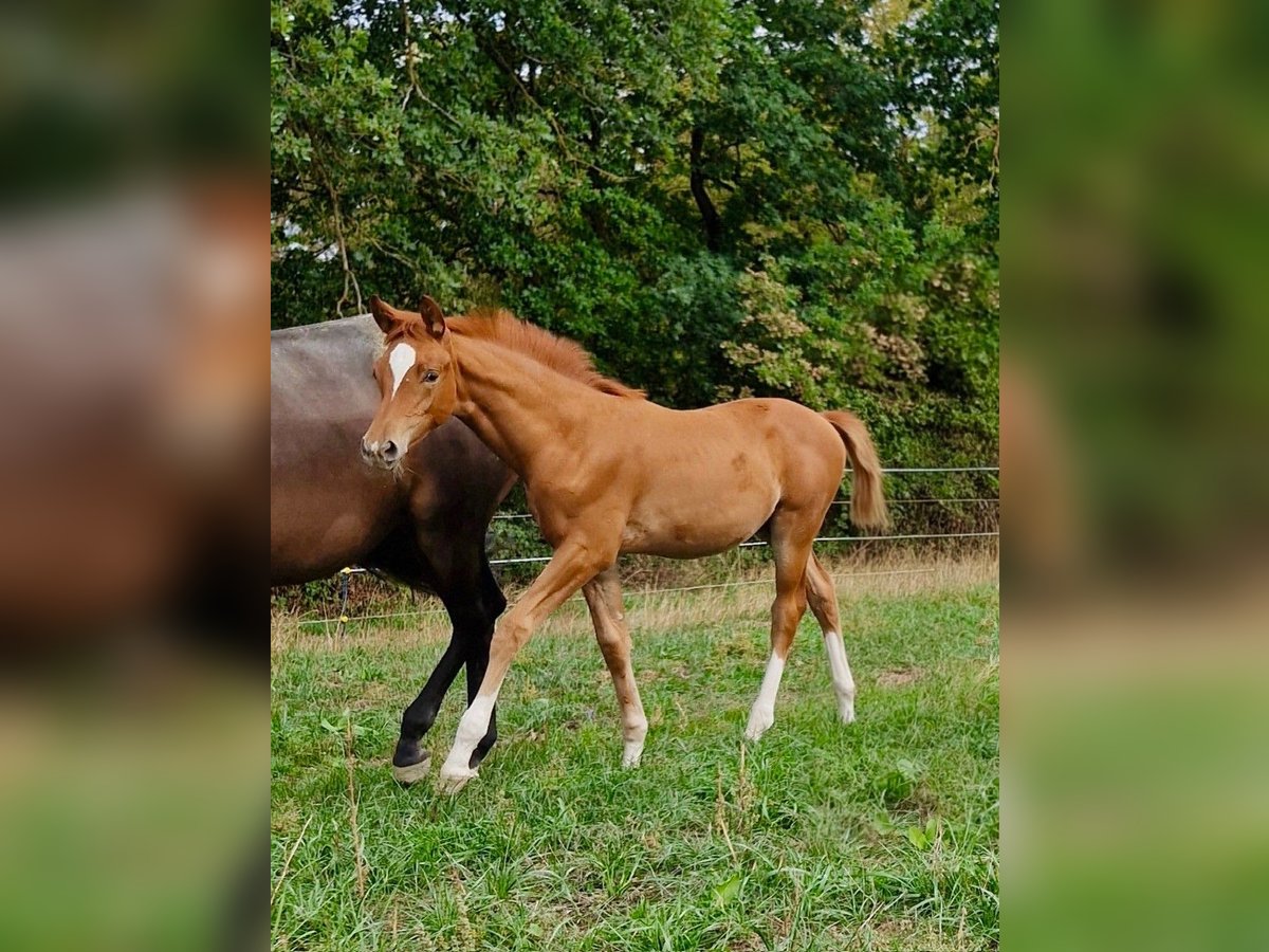 Trakehner, Stute in Dietersheim